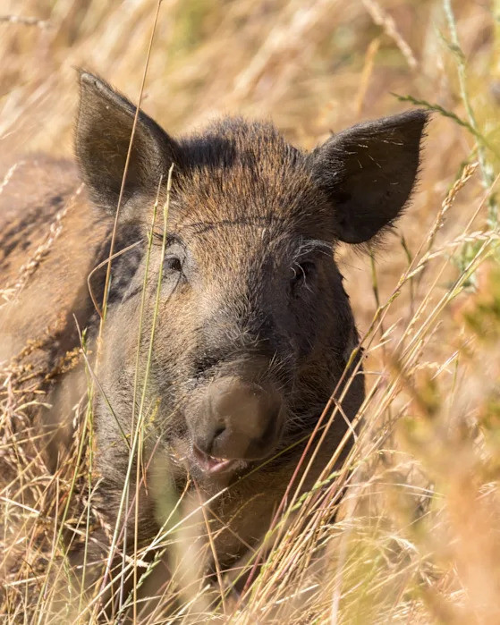 Young Wild Boar Grazing at Joseph D. Grant County Park, Santa Clara County, California.