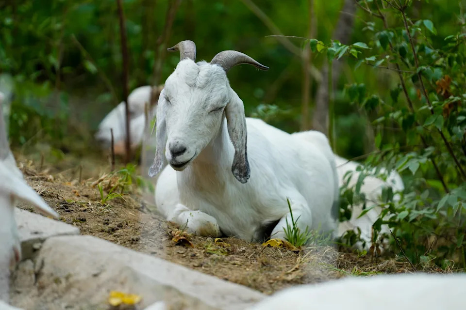 Goats on the Go are gobbling up invasive species of plants in an Ohio park