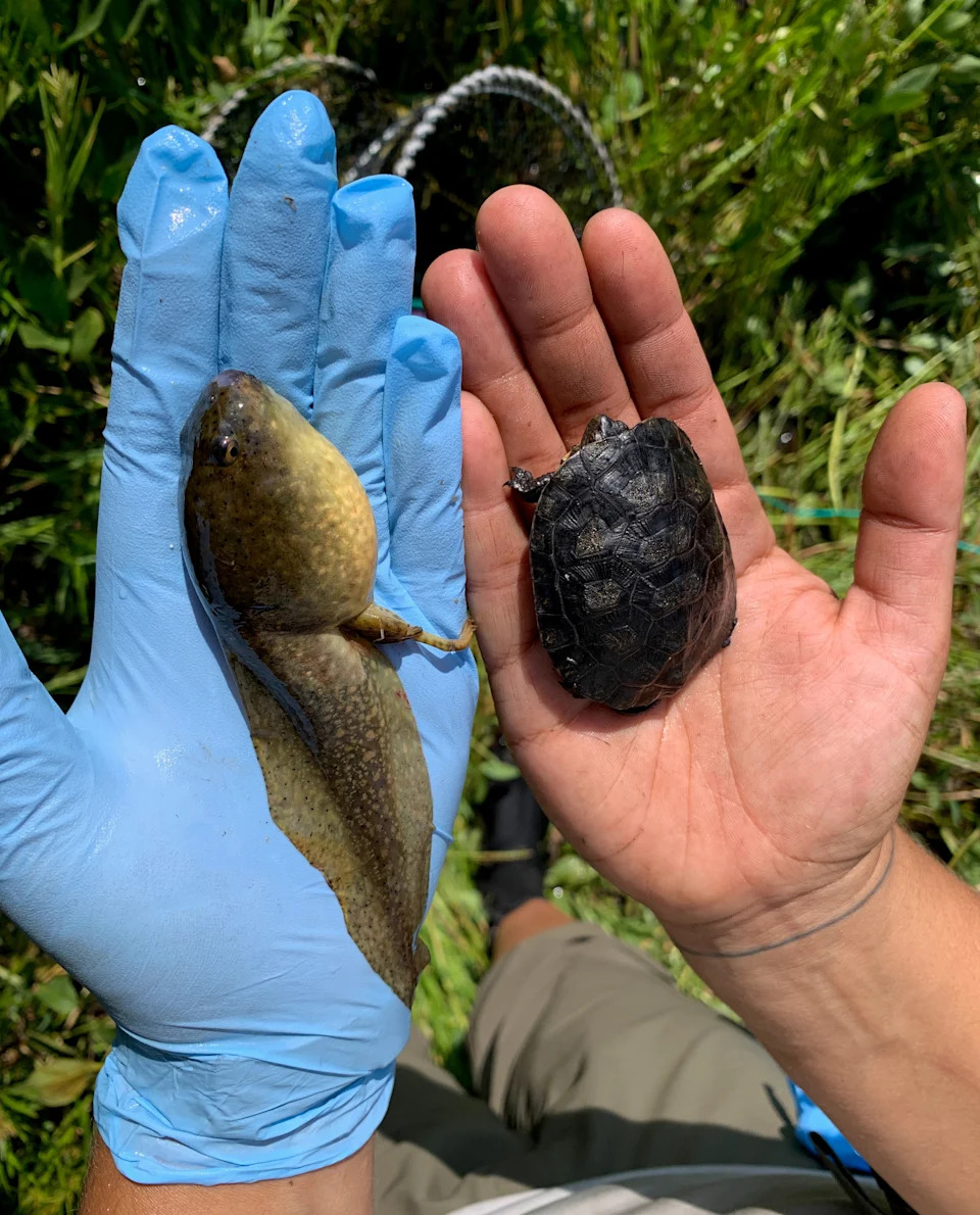 An American bullfrog tadpole next to a juvenile northwestern pond turtle. | Courtesy of Sidney Woodruff