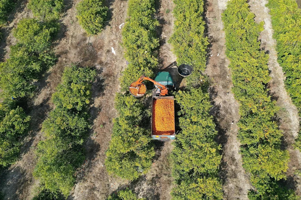 Joe Raedle/Getty Images - PHOTO: In an aerial view, Angel Hernandez dumps oranges into a fruit loader as he helps harvest them at an orange grove, Feb. 1, 2022, in Fort Meade, Florida.