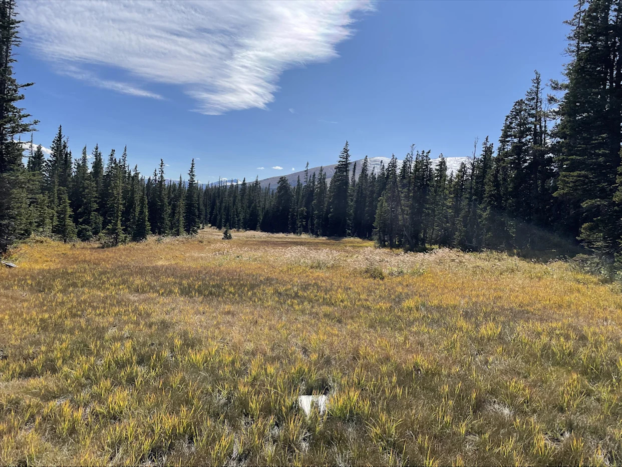 Colorado’s subalpine wetlands may be producing a toxic form of mercury – that’s a concern for downstream water supplies
