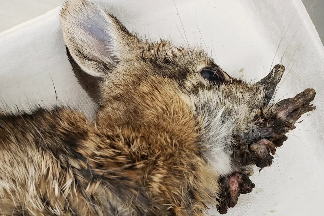 Rabbits with 'horns' in Colorado are being called 'Frankenstein bunnies.' Here's why