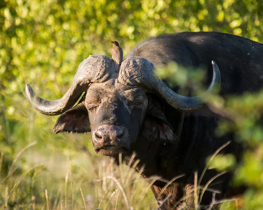 US hunter reportedly killed by buffalo during expedition in South Africa