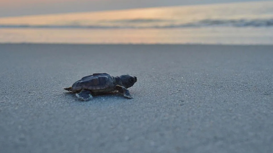 A baby loggerhead turtle crawls toward the beach on Little St. Simons Island after hatching. - Courtesy Catherine Ridley