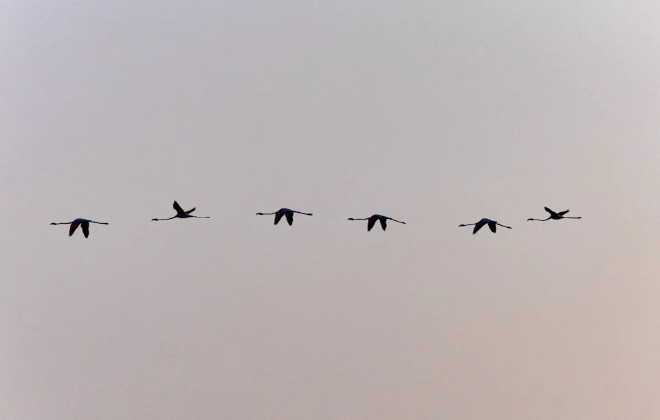 A line of six flamingos flies by.