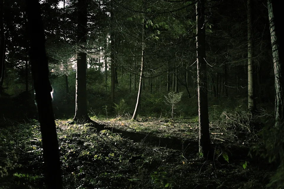 Sunlight filters through dense forest trees, creating a serene and tranquil woodland scene