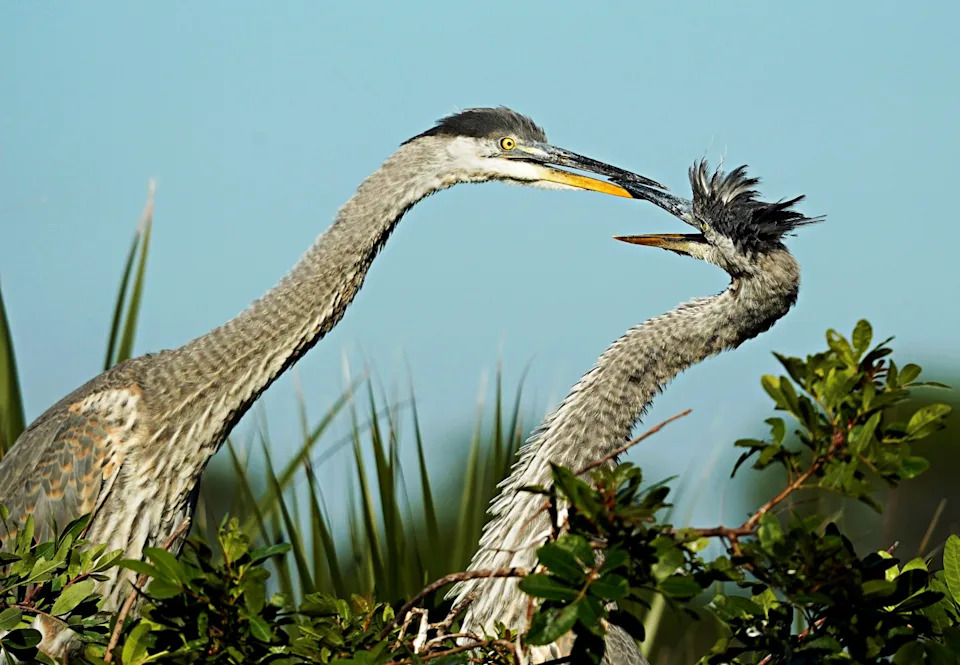 Shot in Venice, Florida, with a Sony a7c with a FE 200-600mm lens.
