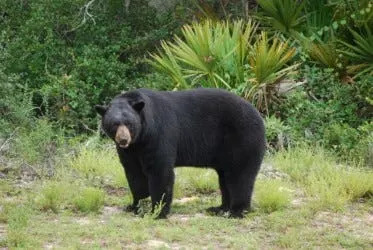 Fish and wildlife managers approve first Florida black bear hunt since 2015