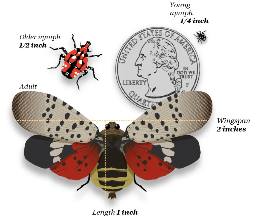 Spotting more spotted lanternflies in Ohio? Here's why, what to do if you see them