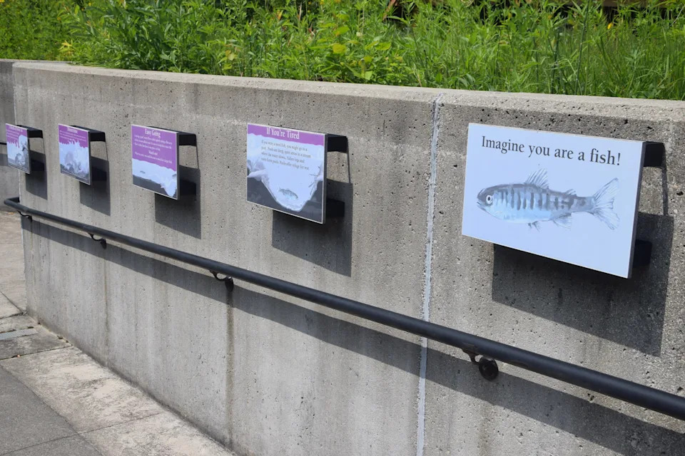 As you approach the stream viewing chamber at the Oden State Fish Hatchery, there's small signs for visitors to read explaining why a fish may live in a certain habitat.