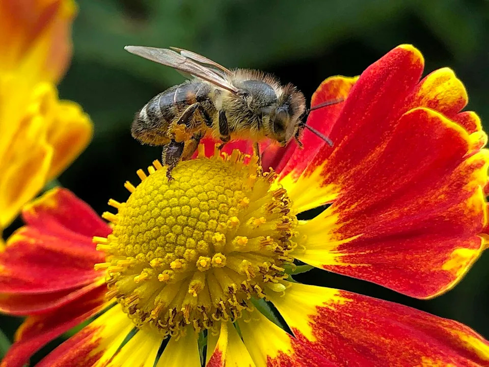 A bee sitting on a red and yellow flower
