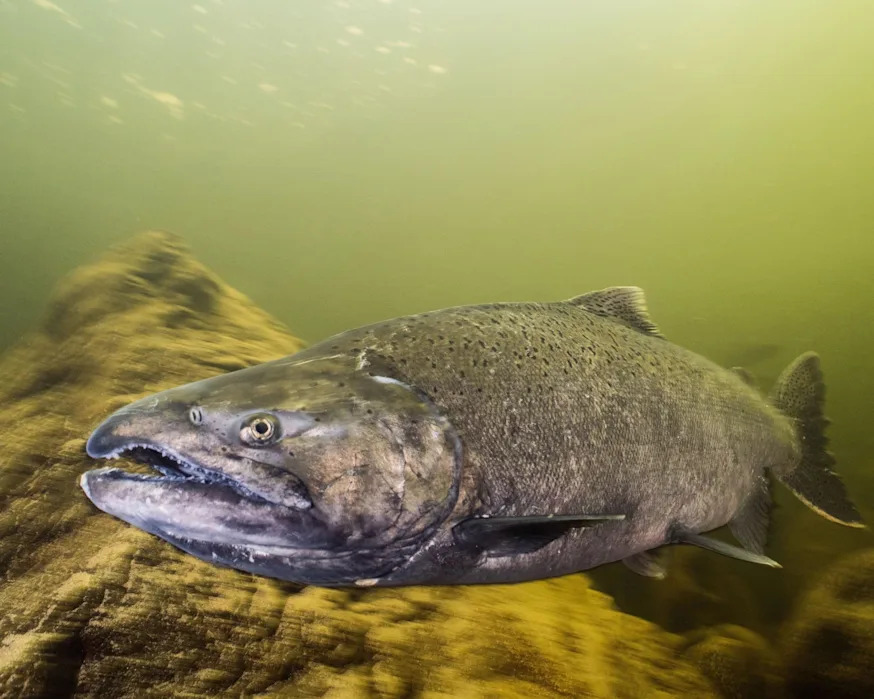 <span>Chinook salmon in a file shot. The winter-run variety is considered an endangered species by Noaa.</span><span>Photograph: Fernando Lessa/Alamy</span>