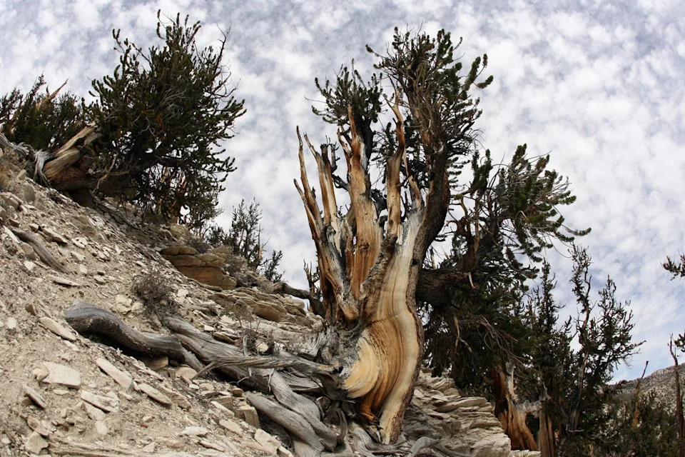 One of Inyo National Forest's many bristlecone pine trees, photographed in 2007 (AFP/Getty)