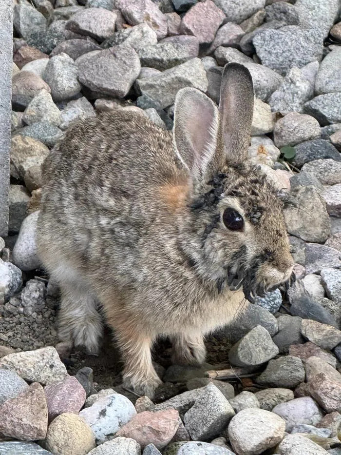 Rabbit with earthy fur and black growths around its mouth stands on rocky ground