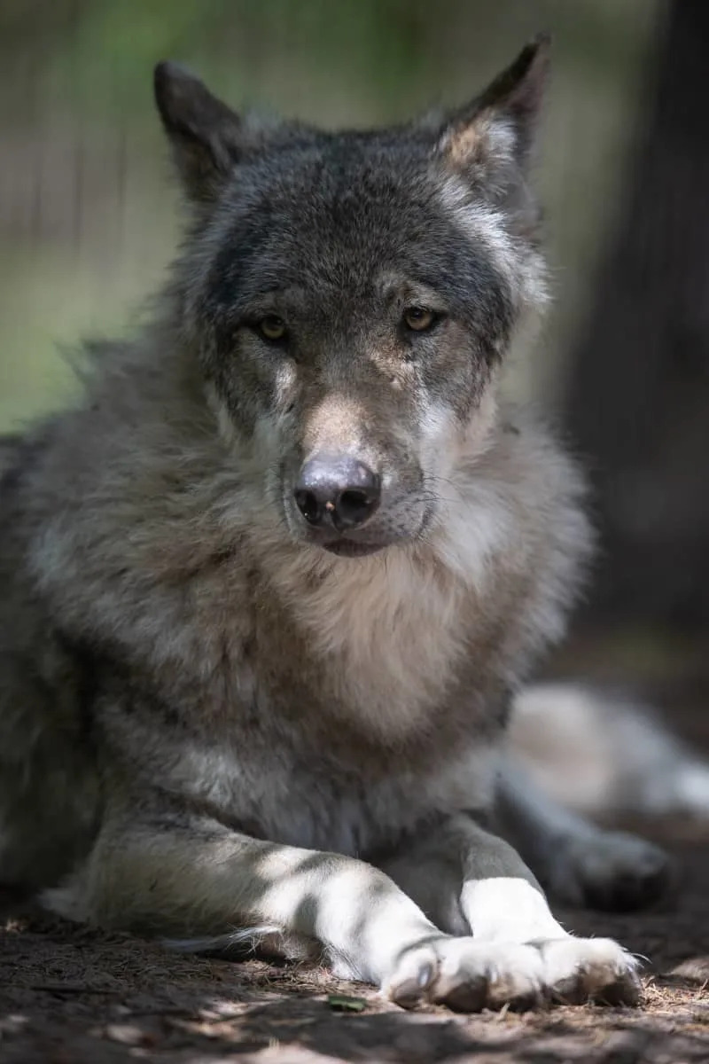 A European grey wolves - the same sprecies as North American grey wolves. They share a similar appearance but show subtle differences in size and coat characteristics. Sina Schuldt/dpa