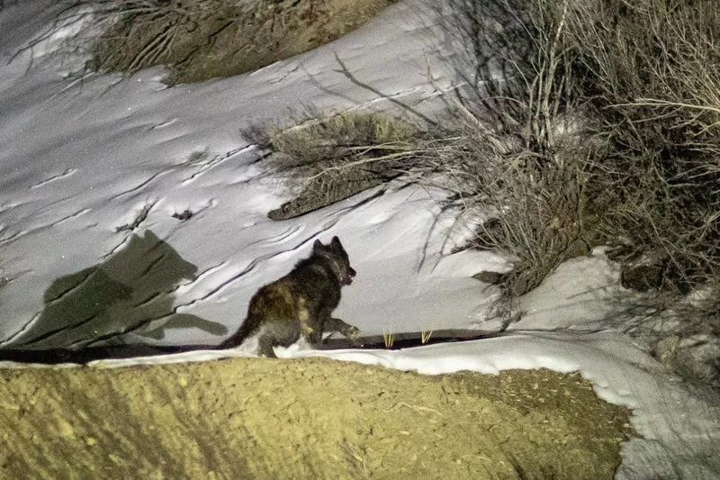 10th wolf from Colorado's reintroduction program found dead, this time in Wyoming