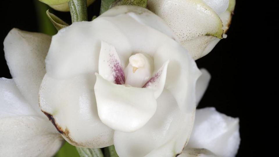La orquídea Espíritu Santo