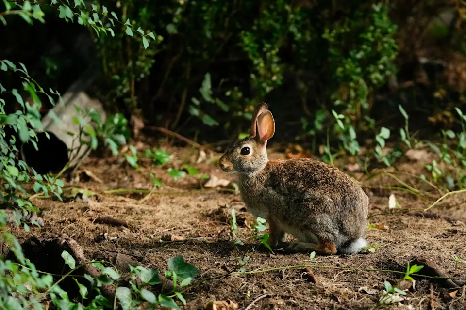 Tularemia is a rare disease that can affect animals and humans, with rabbits and hares especially susceptible.
