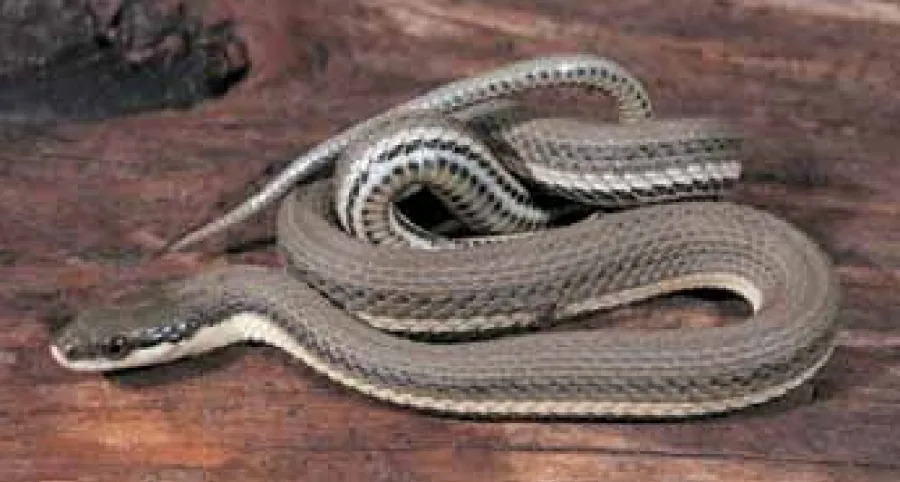 Queen snake (John MacGregor | Kentucky Department of Fish and Wildlife)