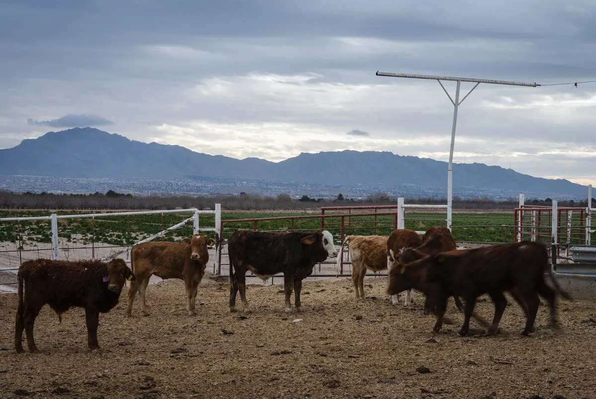 U.S. will build sterile fly factory in Texas to stop screwworm from devastating livestock industry