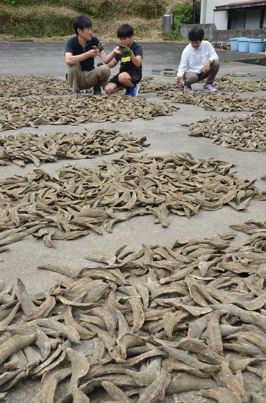 そばの味の決め手　サバやカツオの「房州節」、出荷へ家族総出で作業
