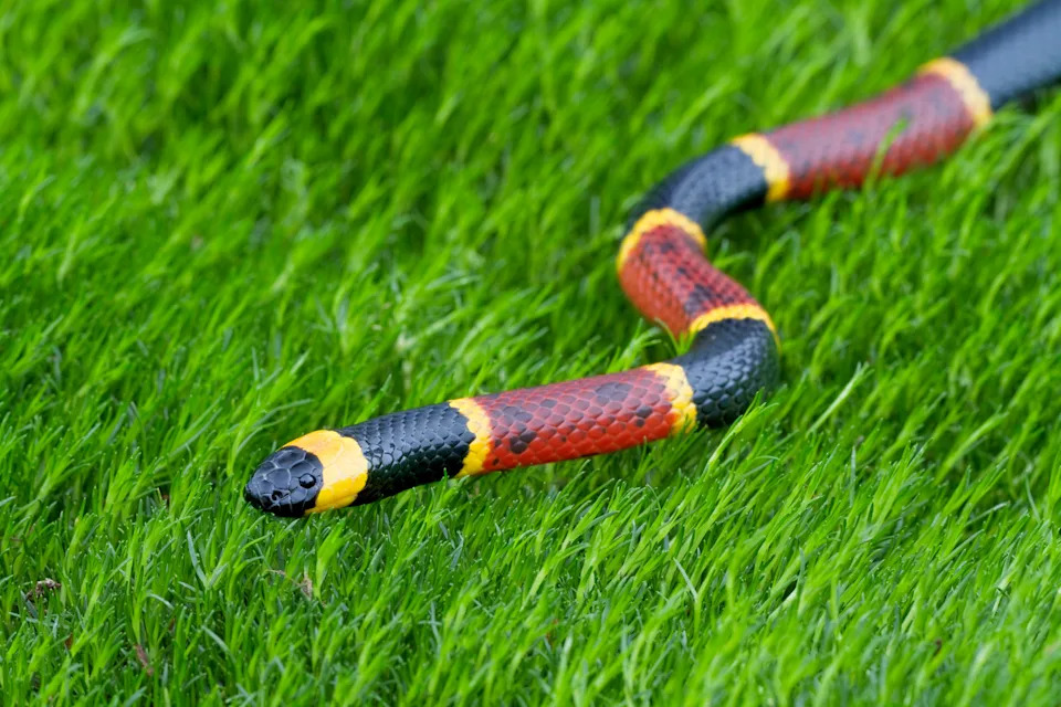 Eastern Coral Snake, It’s often confused with the similarly marked harmless king snake.