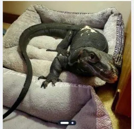 5-ft water monitor lizard spotted in Thompson after going missing in Massachusetts