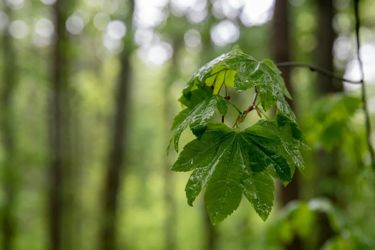 Scattered showers, cool temps to sweep Massachusetts on Wednesday