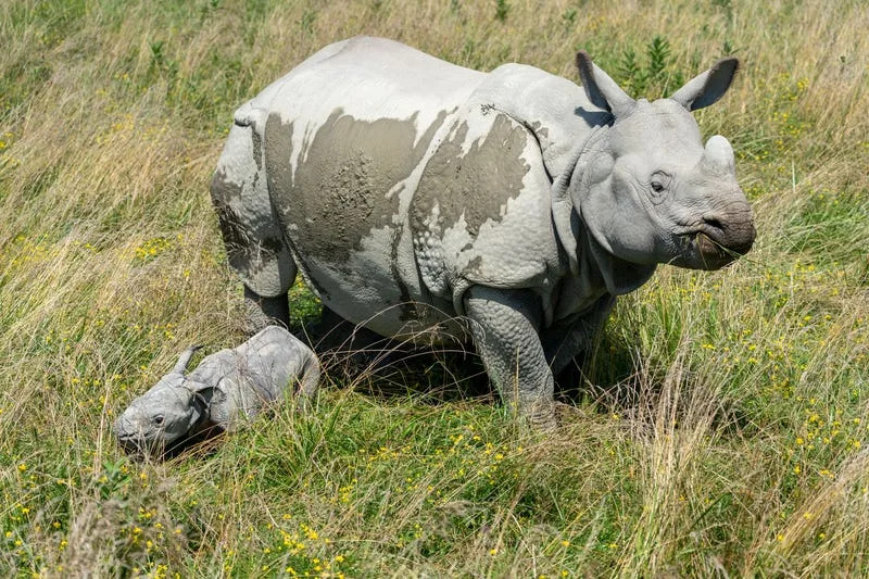 The Wilds celebrated the birth of a greater one-horned rhino calf this summer. All Things Rhino Tours will be offered Sept. 20-21 at The Wilds, 14000 International Road, Cumberland, in celebration of World Rhino Day.