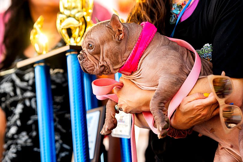 Petunia celebra haber ganado el primer lugar