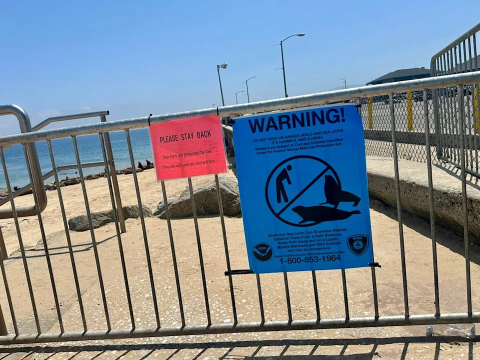 Spectators should stay at least 150 feet away from the sea lions and are reminded that messing with them could result in legal consequences (City of Monterey)