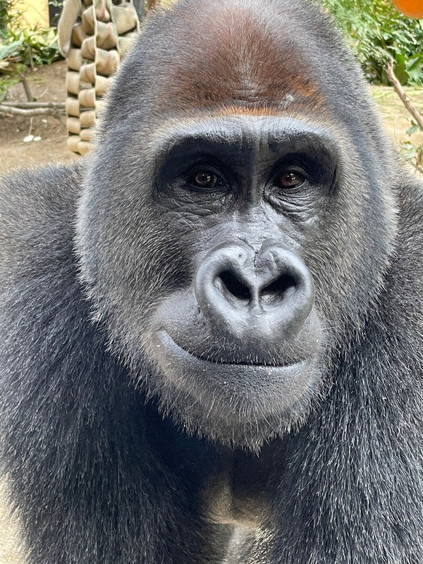 パパになれるかゲンタロウ　京都市動物園のゴリラ、10月に上野へ