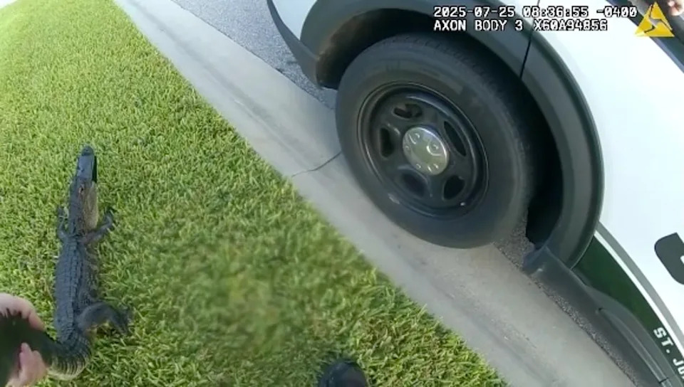 Richardson is later filmed holding the gator by its tail while opening his patrol car to load it into the back seat (St. Johns County Sheriff's Office)