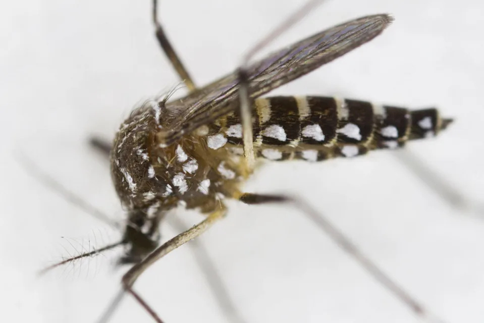 Florida experts break down the buzz on the myth of mosquito-repelling plants
