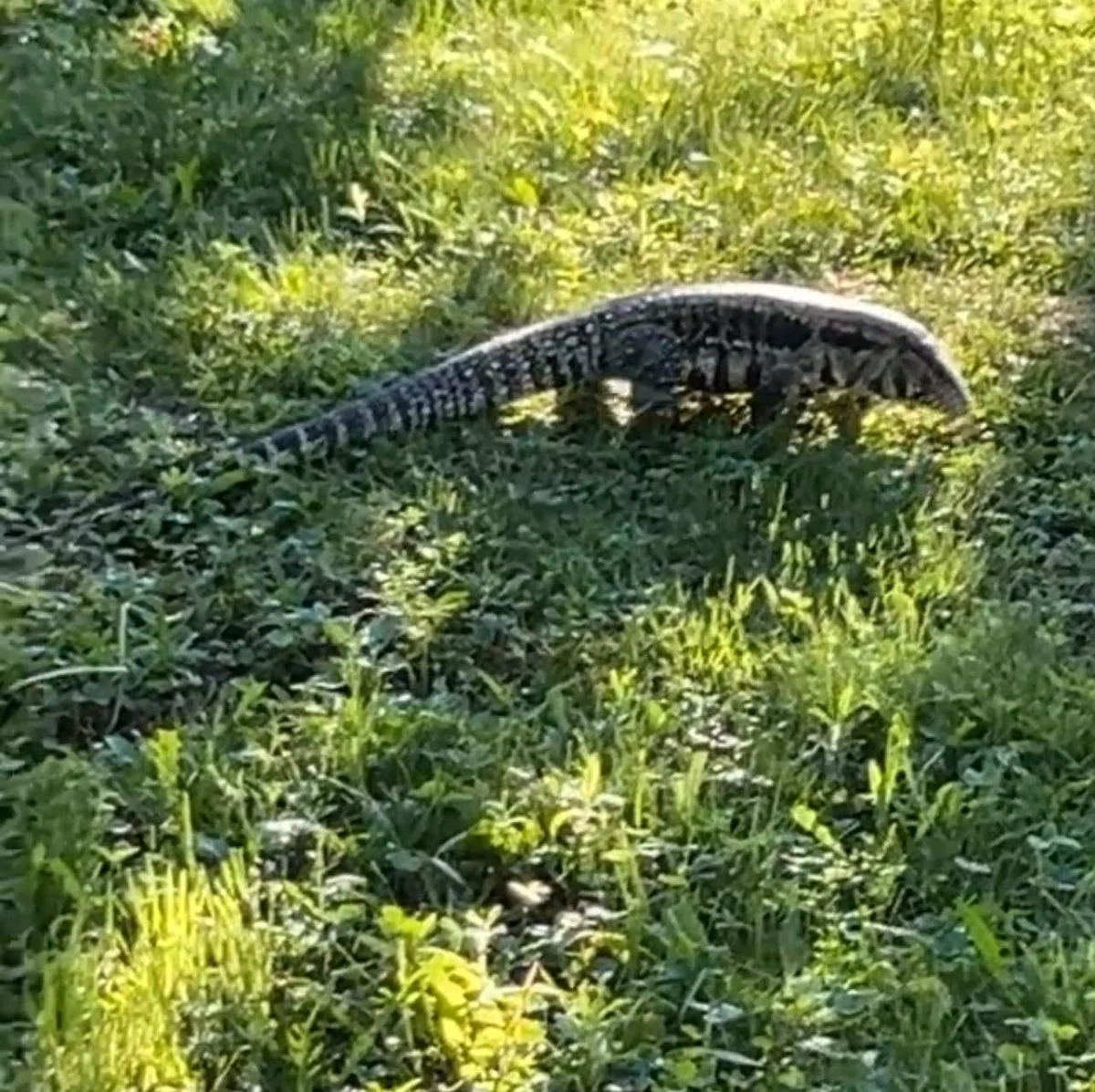 Look: Large tegu lizard spotted wandering loose in Maine