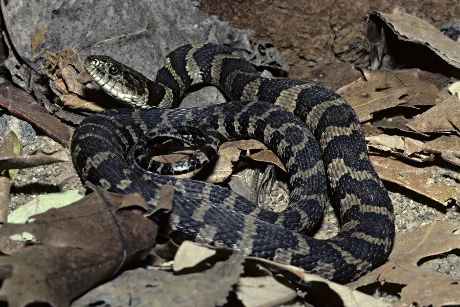 Northern water snake, nerodia s. sipedon, in Dakota County, Minnesota. (James Gerholdt | Getty Images)