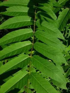 Branch of a tree of heaven plant. (Photo courtesy Doug Pfeiffer, Virginia Tech)