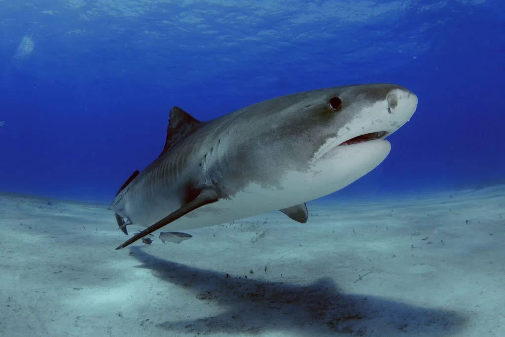 U.S. tourist attacked by a shark while spearfishing in the Bahamas