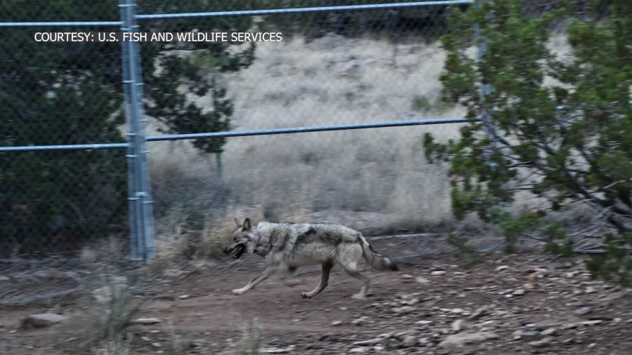 Mexican gray wolf released in New Mexico after years of captivity