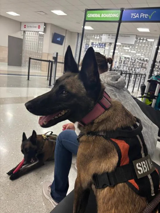 Lola and Vegas, NC SBI K-9s, waiting for flight to Texas (Courtesy: NC SBI)