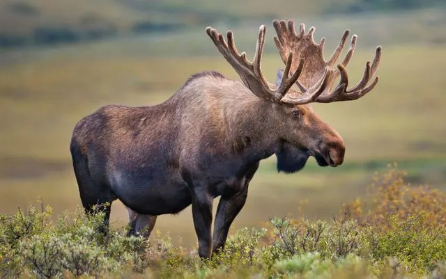 Getty A moose at Denali National Park