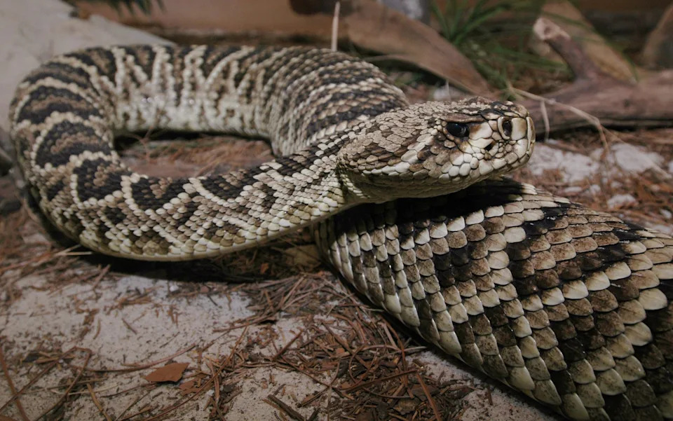 Eastern Diamondback rattlesnake.