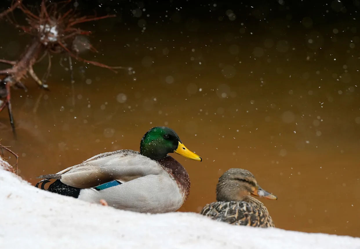 Farmers' Almanac predicts 'old-fashioned' winter. What to expect in Oklahoma for 2025-2026