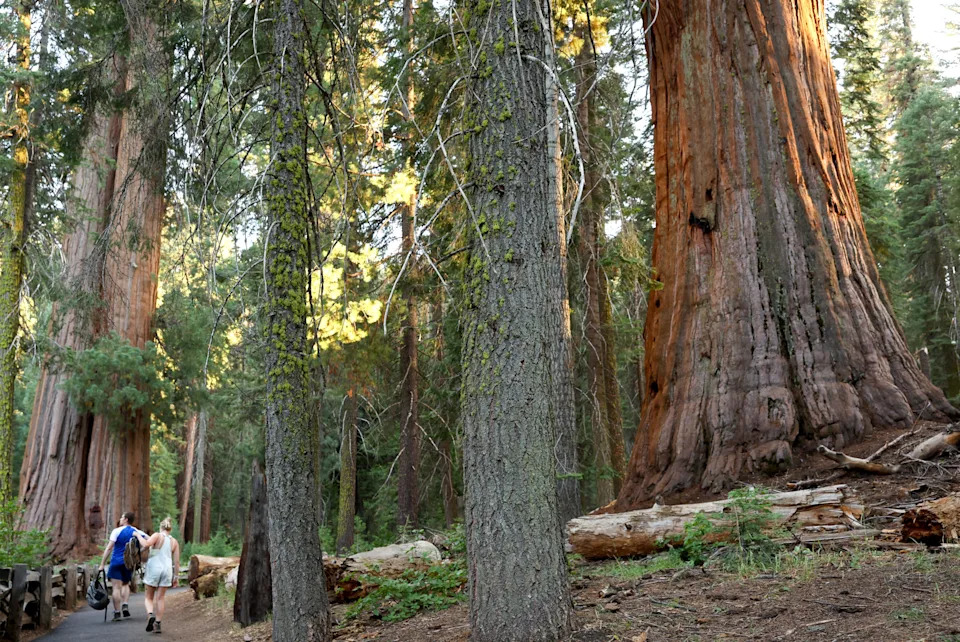 Rangers clear thousands of illegal marijuana plants from popular national park