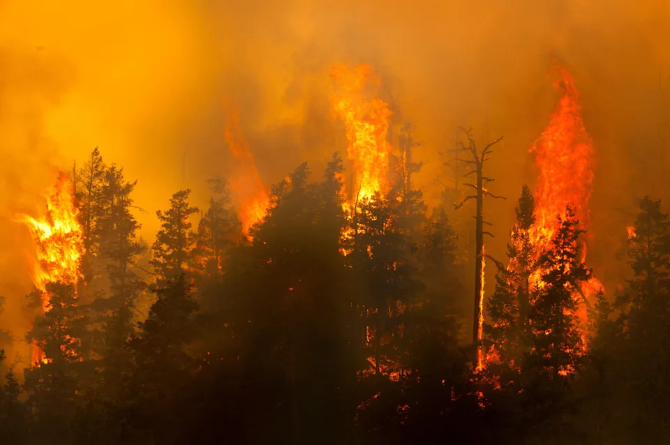 Wildfire raging through a dense forest, with tall flames engulfing the trees, creating a dramatic and intense scene