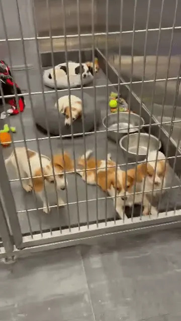 (Jackson County Animal Shelter and Animal Control)
