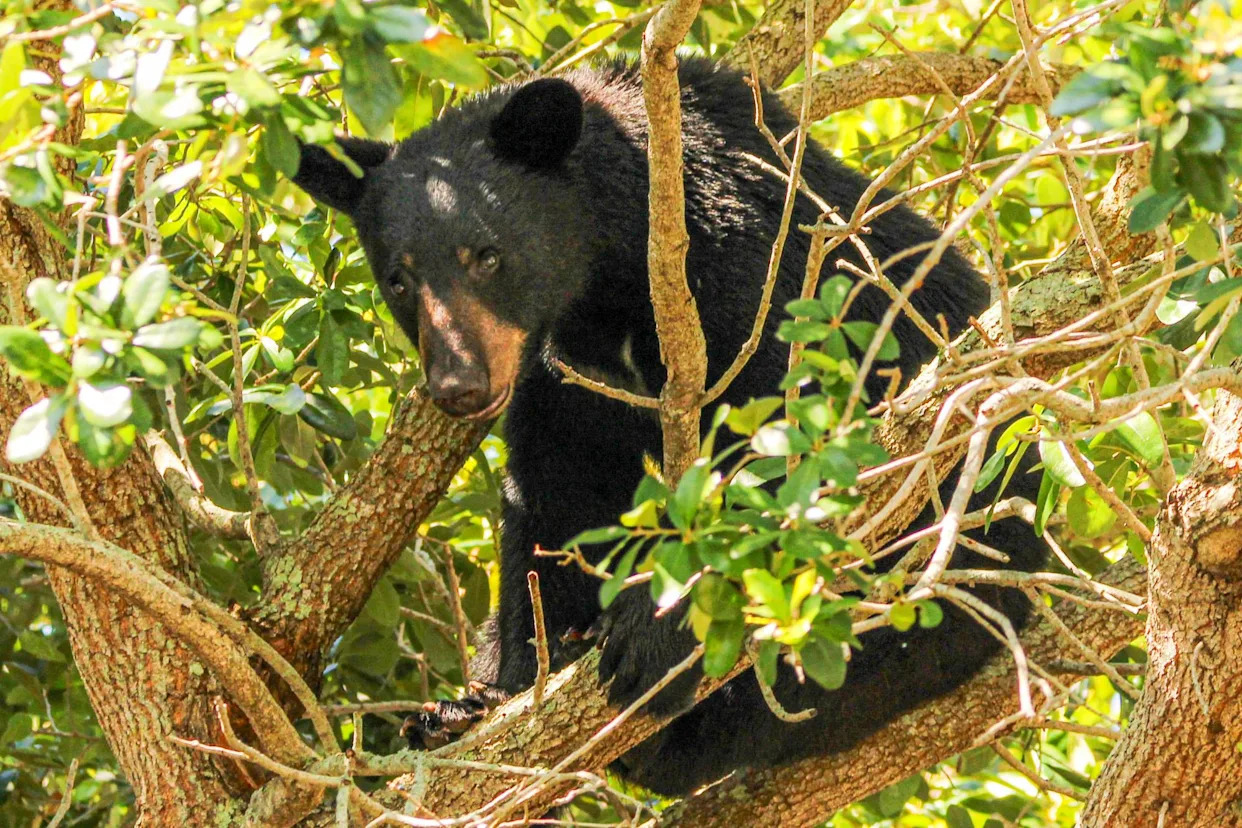 <span>The commission will issue permits for the cull of 187 bears, almost 5% of Florida’s estimated total of 4,000.</span><span>Photograph: Roger Simmons/Orlando Sentinel via Getty Images</span>