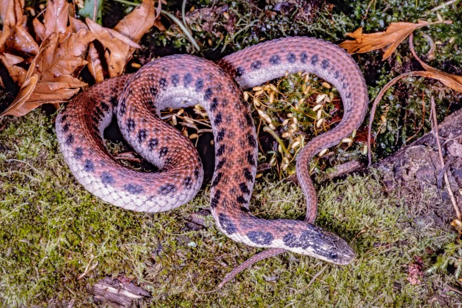 Clonophis kirtlandii (R. Andrew Odum | Getty Images)