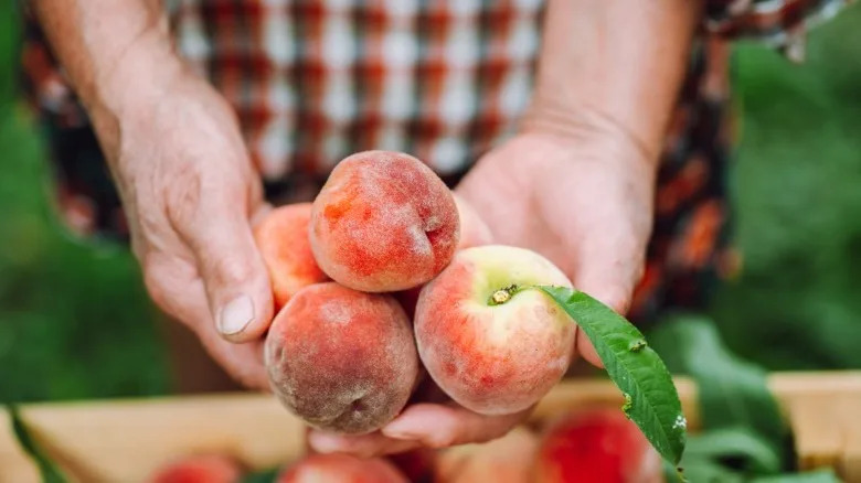 Farmer holding peaches