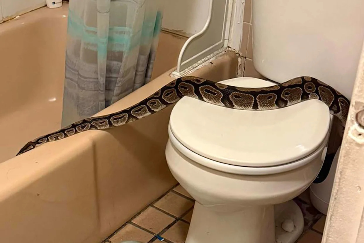 Derry, NH Police Department/Facebook 5-ft. python discovered in the bathroom of a New Hampshire apartment